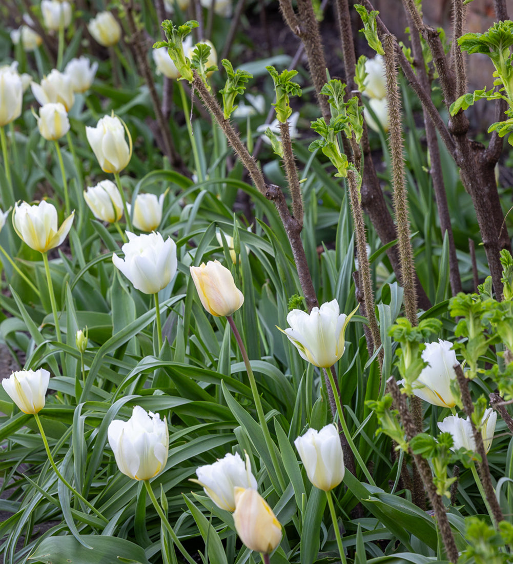 Sarah Raven Bulbs White Border Tulpen 45 Blumenzwiebeln weiß