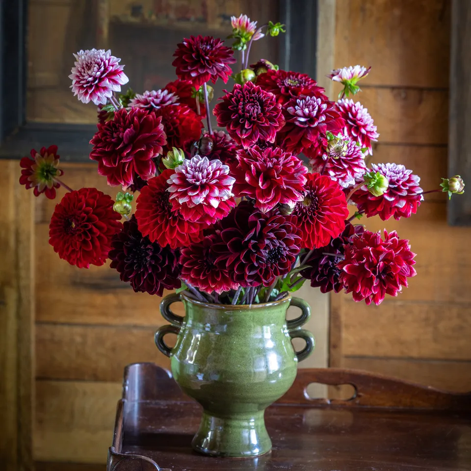 Sarah Raven Bulbs Sissinghurst Dahlienknollen 4 Knollen rot
