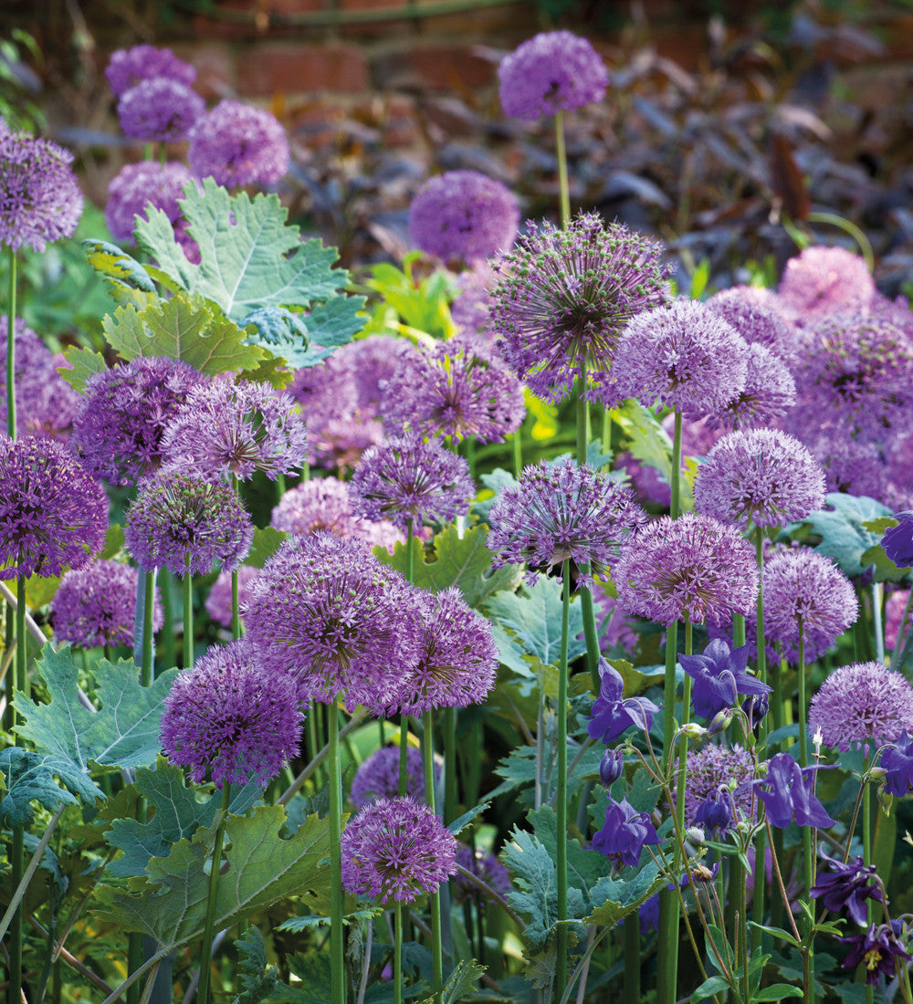 Sarah Raven Bulbs Zierlauch Collection Zwiebeln 30 Stk lila Mix