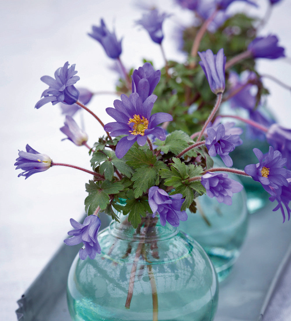 Sarah Raven Bulbs Anemone Blue Shades Blumenzwiebeln 20 Knollen