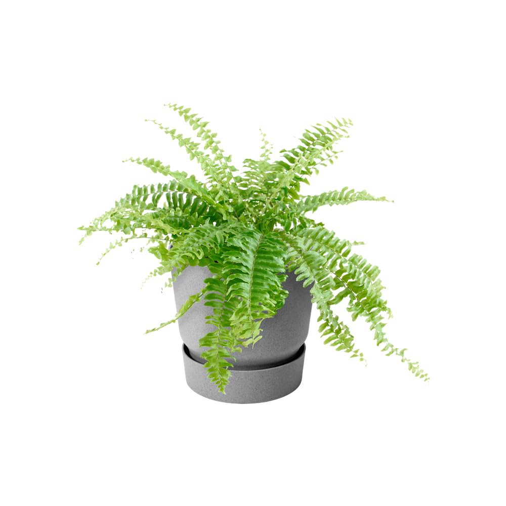 elho Greenville Easy Hanger Blumentopf Grau 19,5 cm Beton
