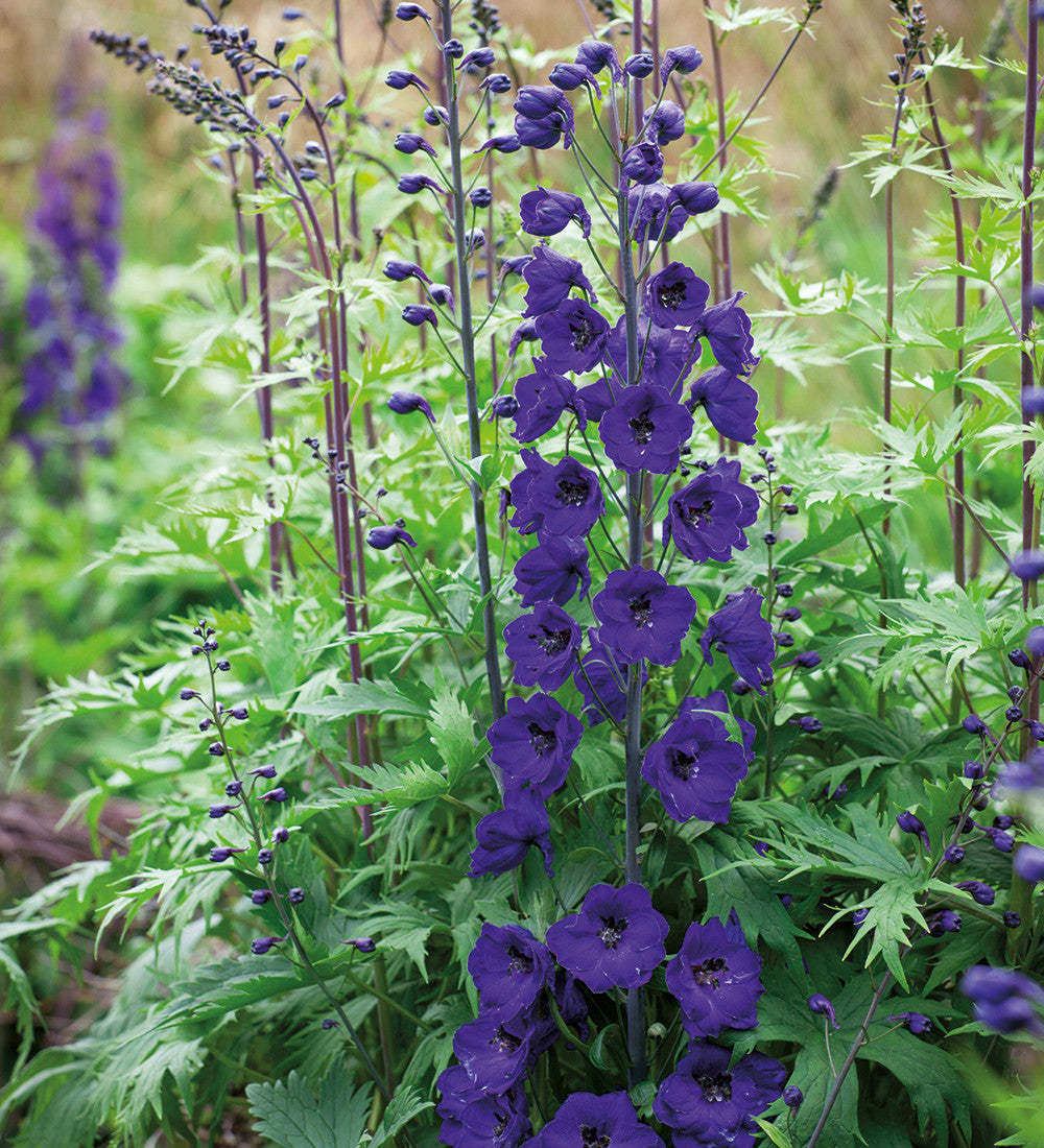 Sarah Raven Plants Delphinium Border Collection Rittersporn 6x 9cm Töpfe