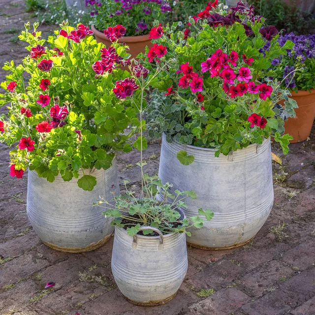 Sarah Raven Gardening Zinc Barrel Pflanztopf Zink 3er Set rund