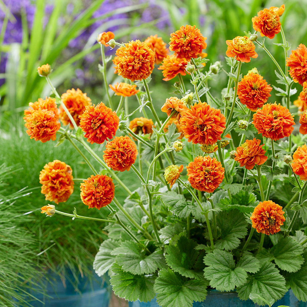 Sarah Raven Plants Geum Orange Pumpkin Pflanze 3x9cm orange