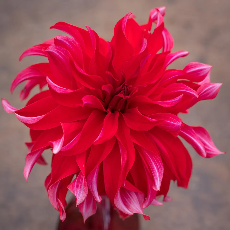 Sarah Raven Bulbs Dahlie Red Labyrinth Knolle 1 Stück dunkelrot
