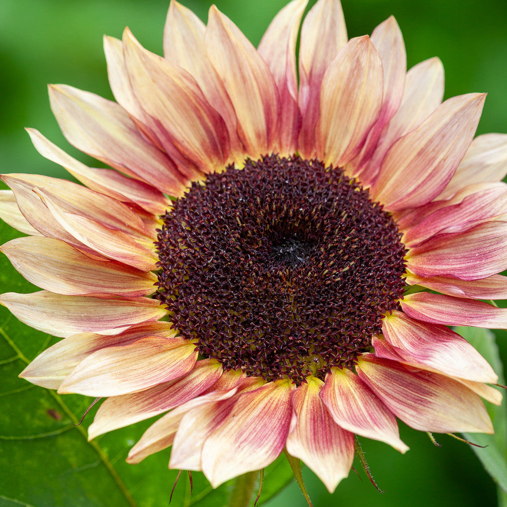 Sarah Raven Seeds Vintage Sunflower Sonnenblumensamen 30 Samen