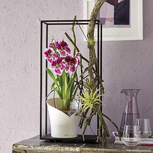 Lechuza Orchidea Orchideentopf Ø 18cm weiß UV-beständig