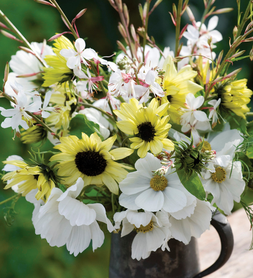 Sarah Raven Seeds Helianthus debilis Vanilla Ice Sonnenblumensamen 40 Samen