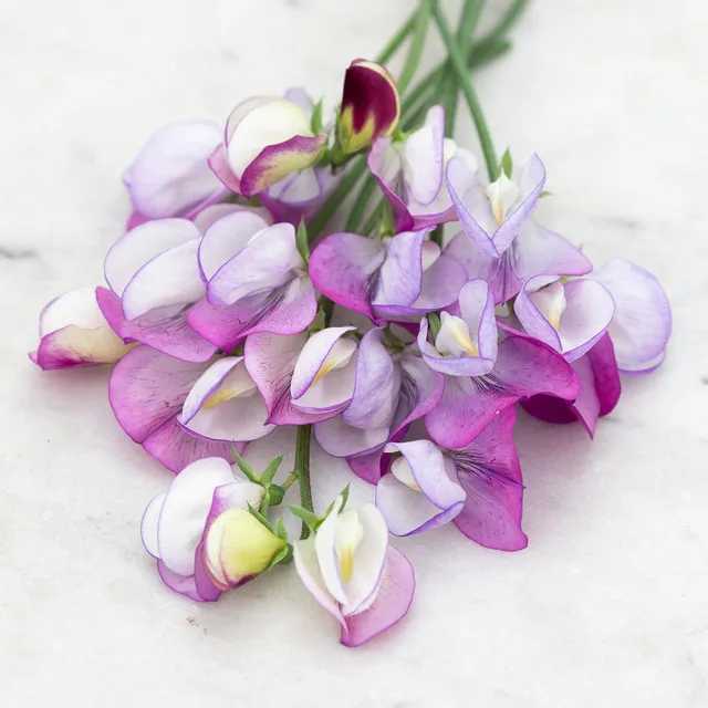 Sarah Raven Seeds Duftwicke Dolly Varden Samen 20 Stück lavendel
