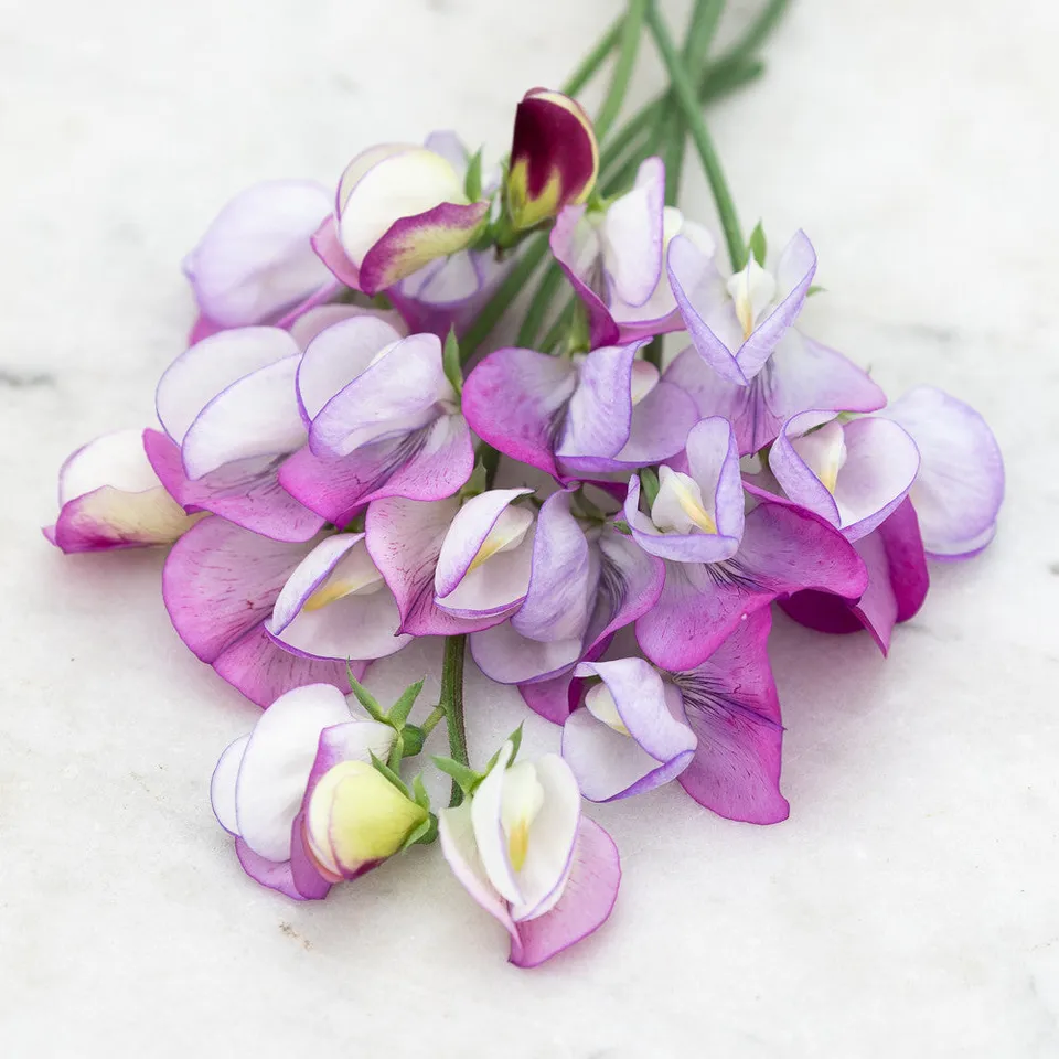 Sarah Raven Seeds Duftwicke Dolly Varden Samen 20 Stück lavendel