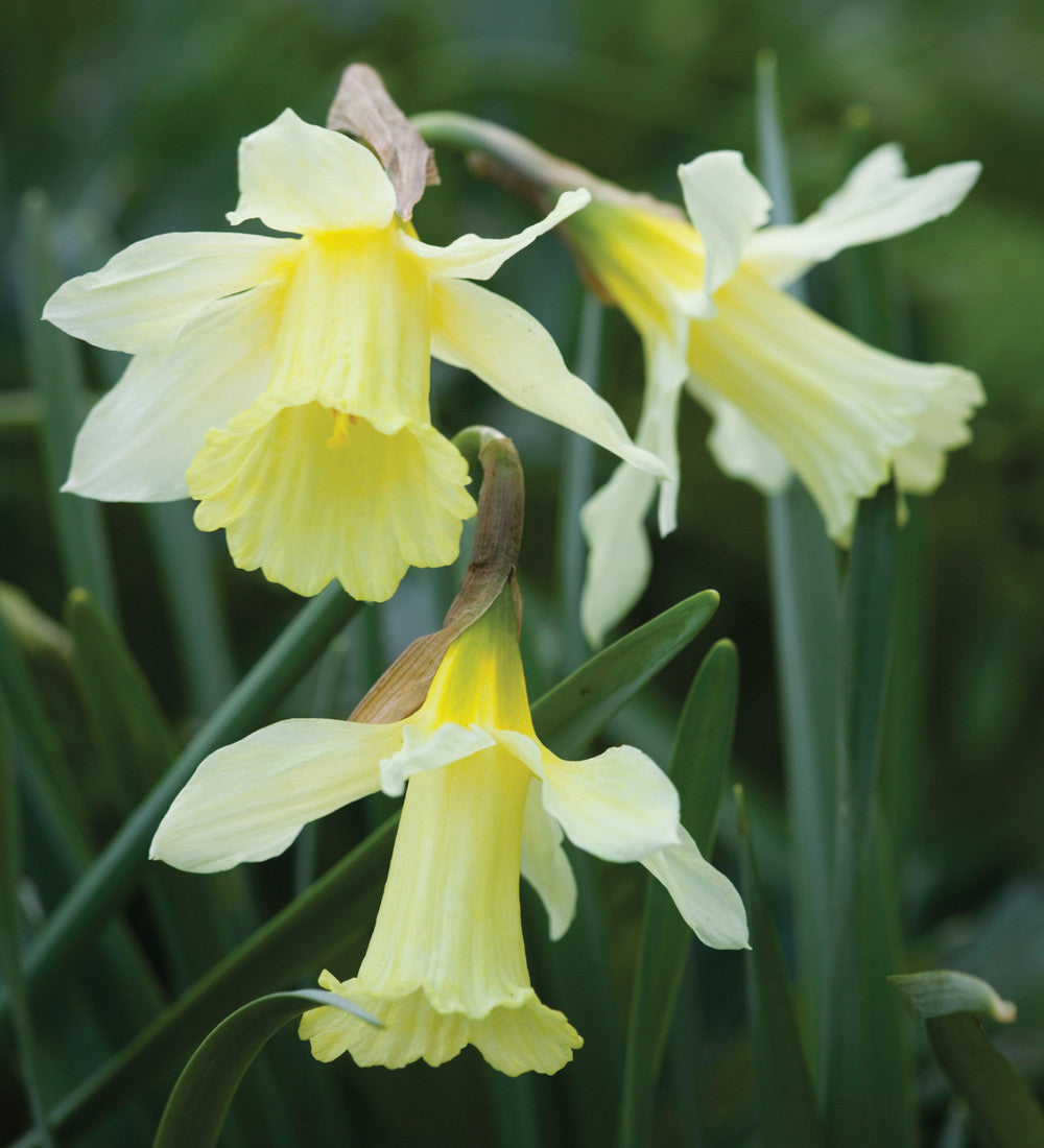 Sarah Raven Bulbs Lasagne Blumenzwiebeln 35 Stk Topf-Mix