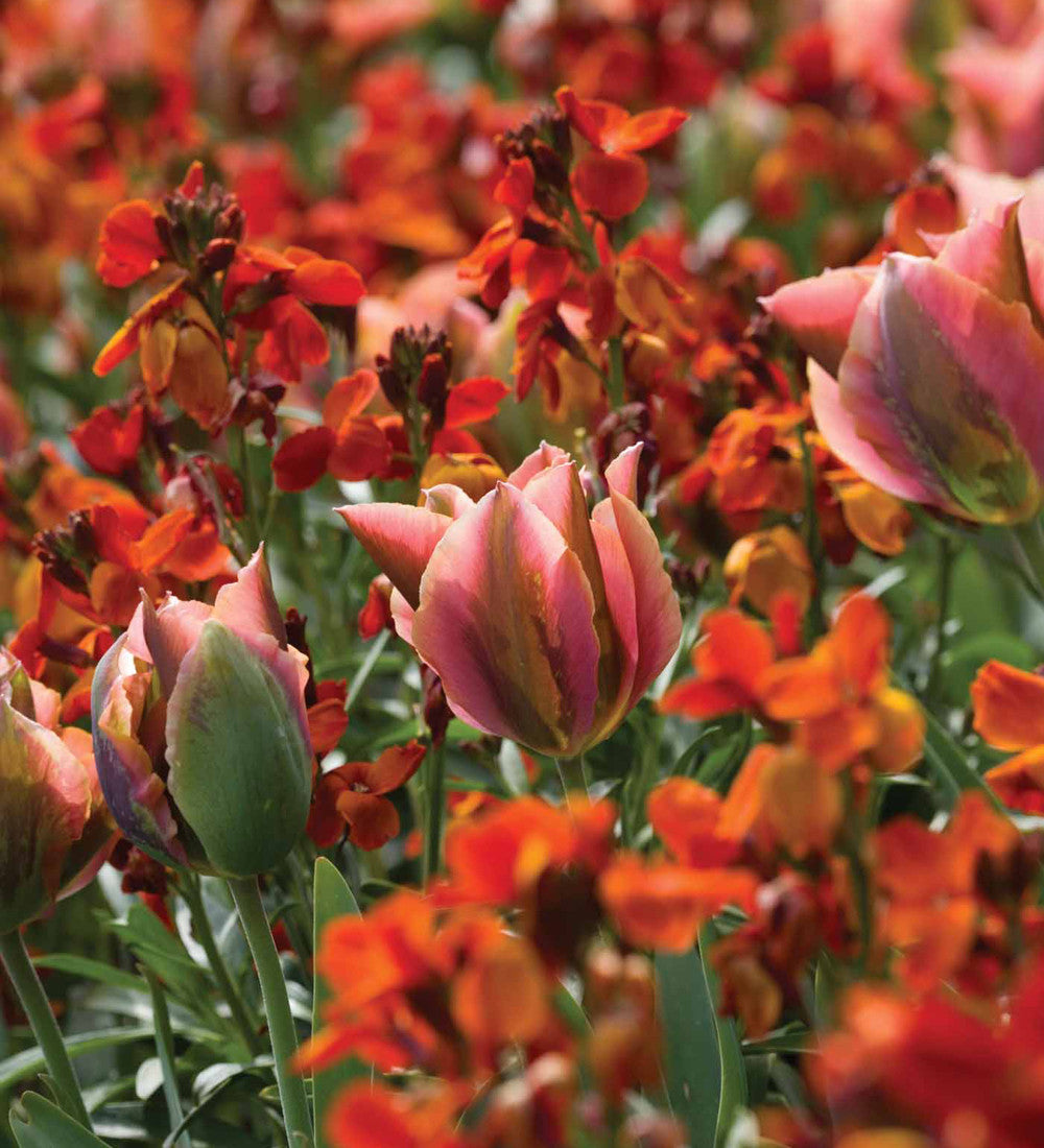 Sarah Raven Bulbs Tulip Artist Tulpenzwiebeln 10 Zwiebeln Orange-Grün