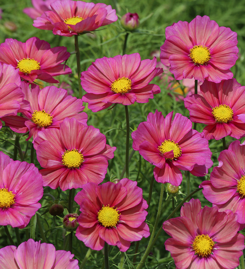 Sarah Raven Doorstep Duo Cosmos Samen 50 Samen Antiquity Xsenia