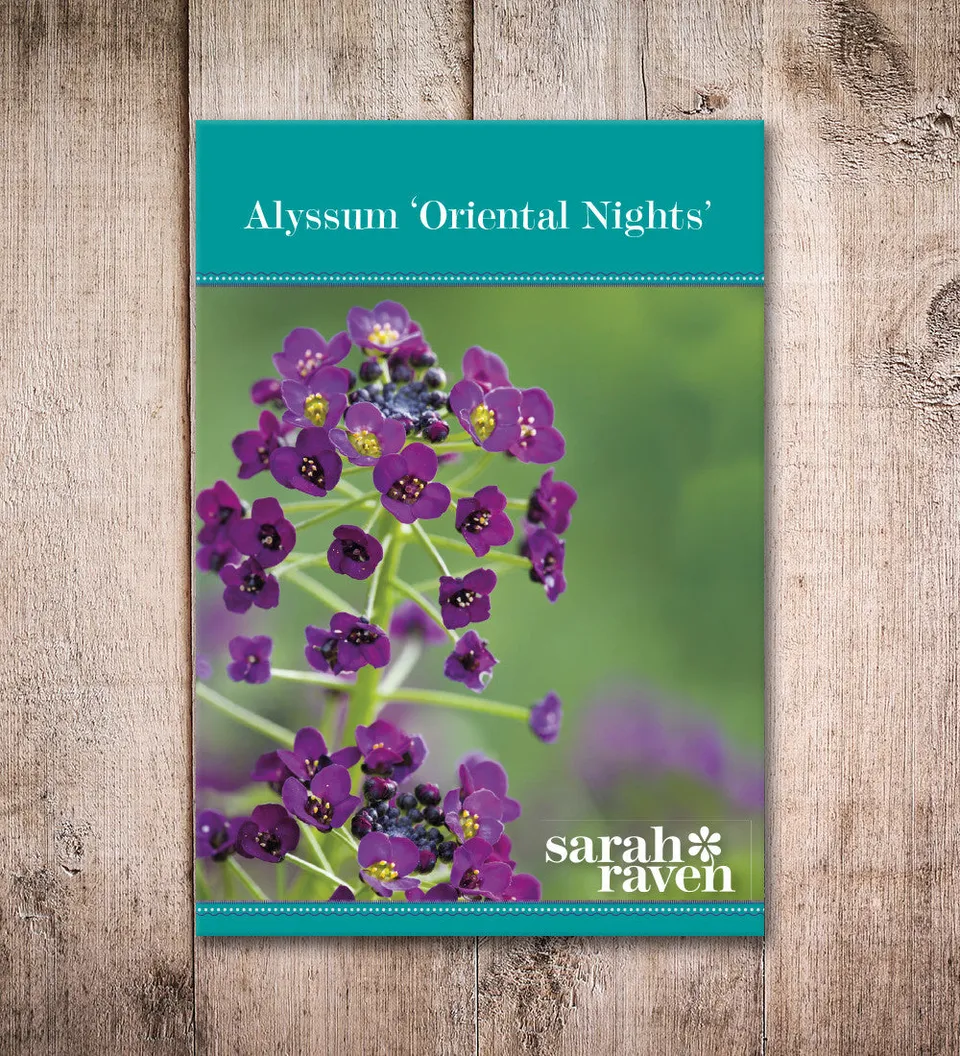 Sarah Raven Seeds Alyssum Oriental Nights Samen 500 Stück Honigduft