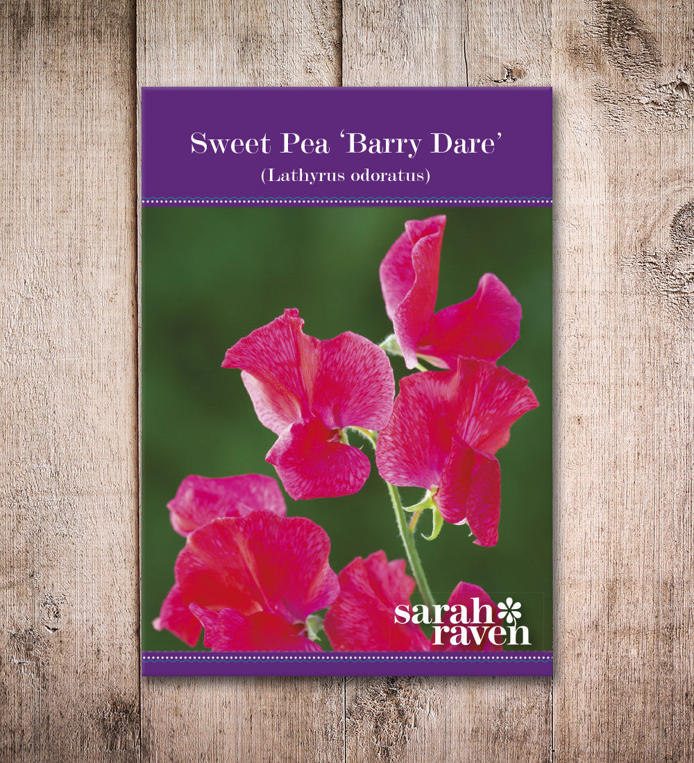 Sarah Raven Seeds Sweet Pea Barry Dare Duftwicke 20 Samen pink