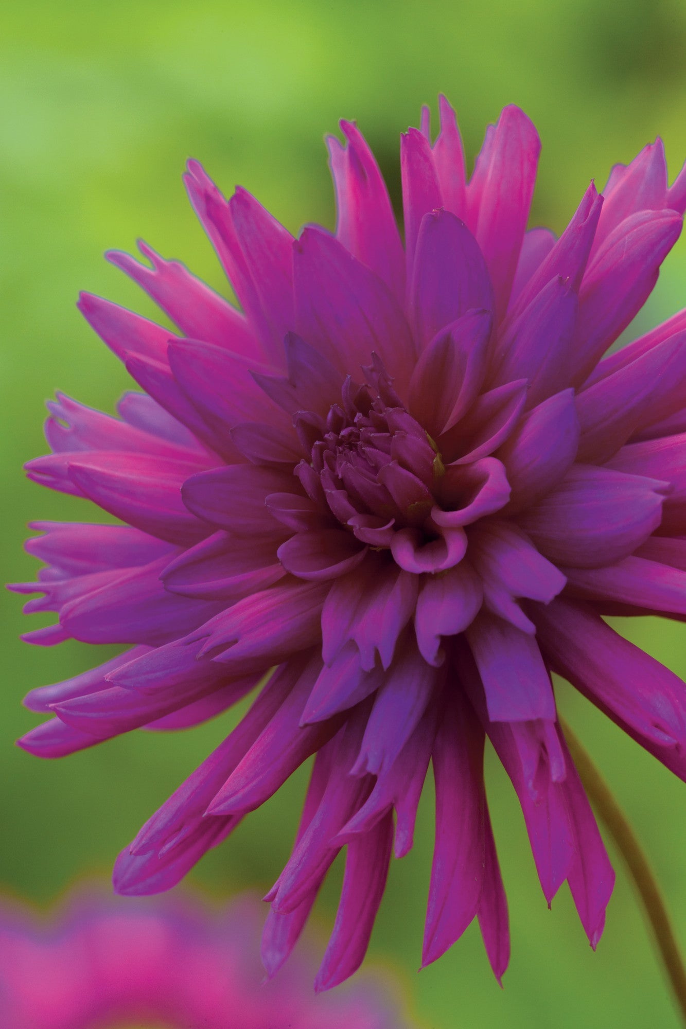 Sarah Raven Bulbs Venetian Dahlien Kollektion 8 Knollen Mix