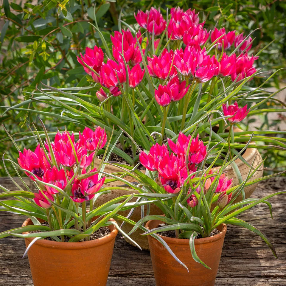 Sarah Raven Bulbs Tulip hageri Little Beauty Tulpenzwiebeln 10 Stück