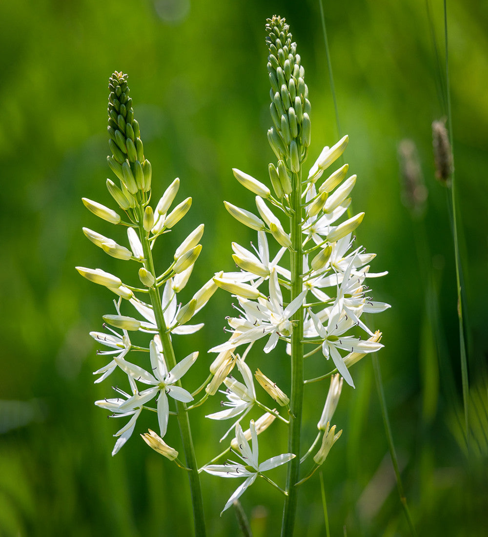 Sarah Raven Alba Camassia Blumenzwiebeln 5 Stück weiß