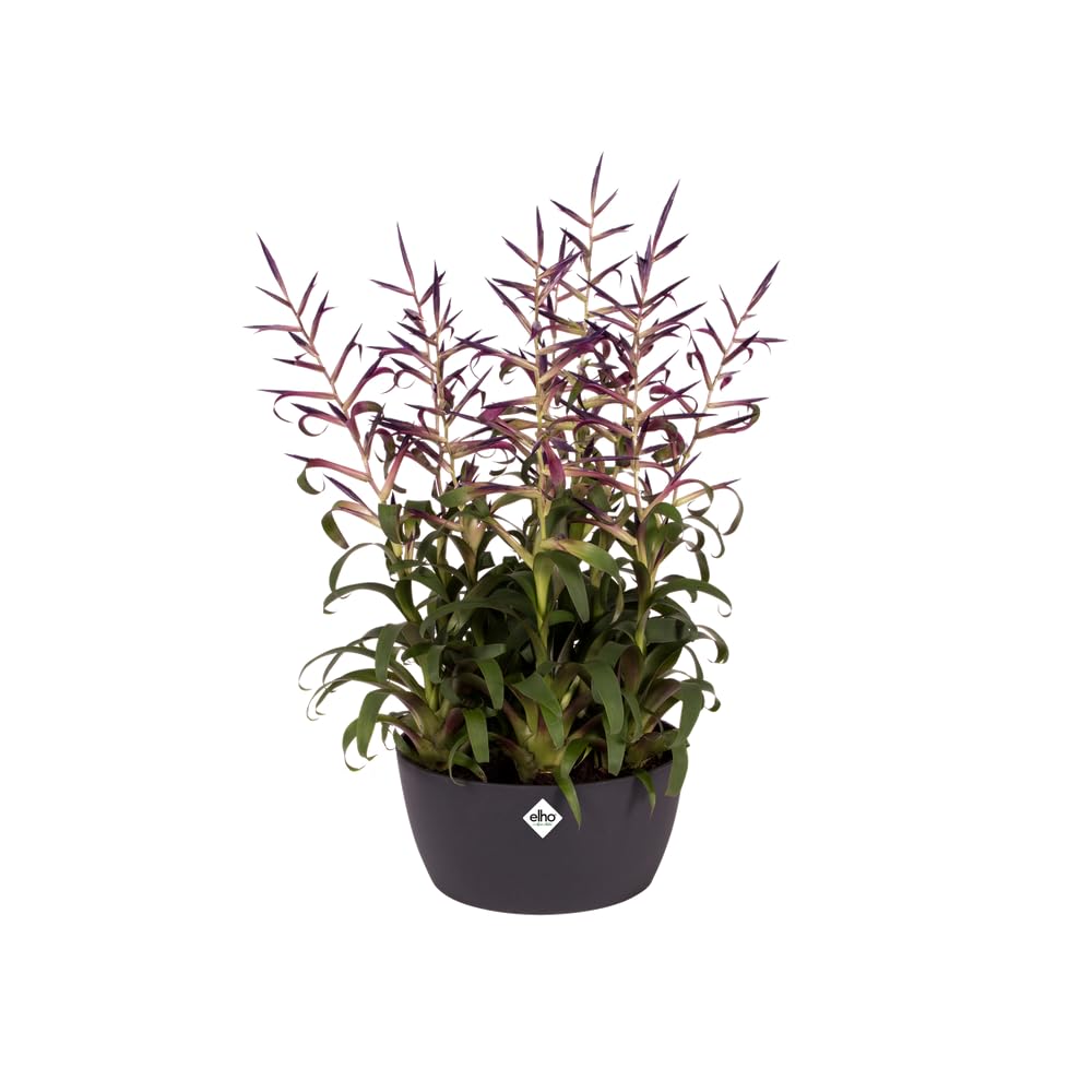 elho Brussels Pflanzschale Anthracite 23 cm wasserdicht