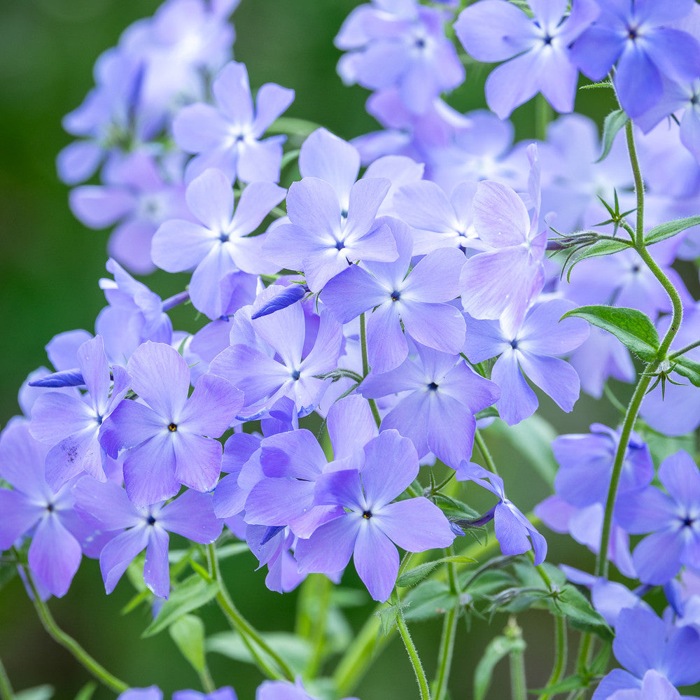 Sarah Raven Plants Wild Wood Phlox Collection Pflanzen 6 Töpfe Duft