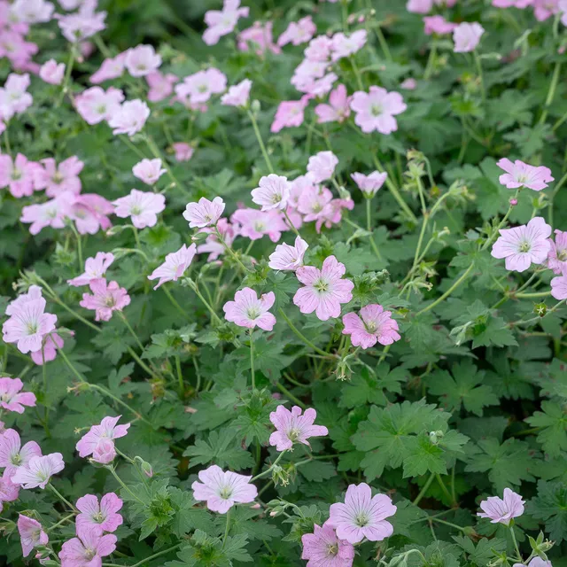 Sarah Raven Plants Geranium Dreamland Storchschnabel 3x9cm rosa