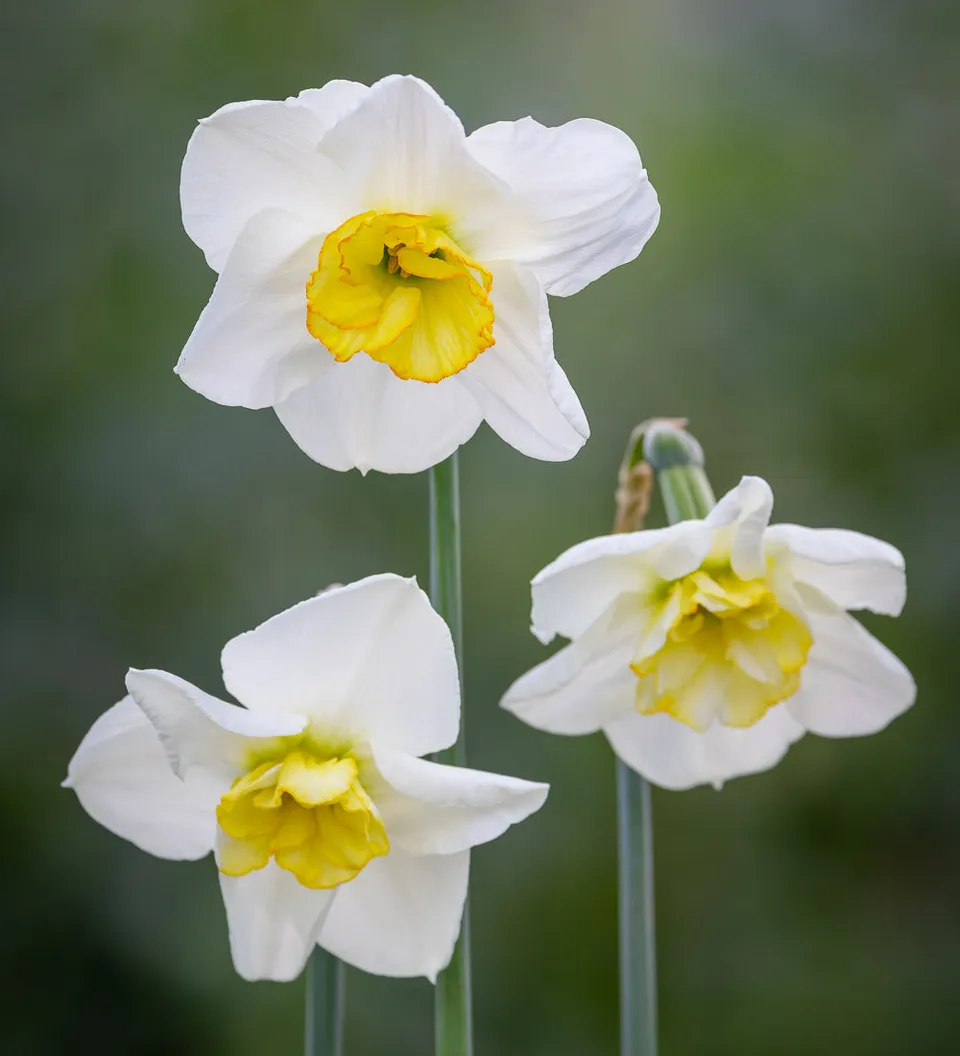 Sarah Raven Bulbs Narcissus 'Papillon Blanc' 15 Zwiebeln weiß