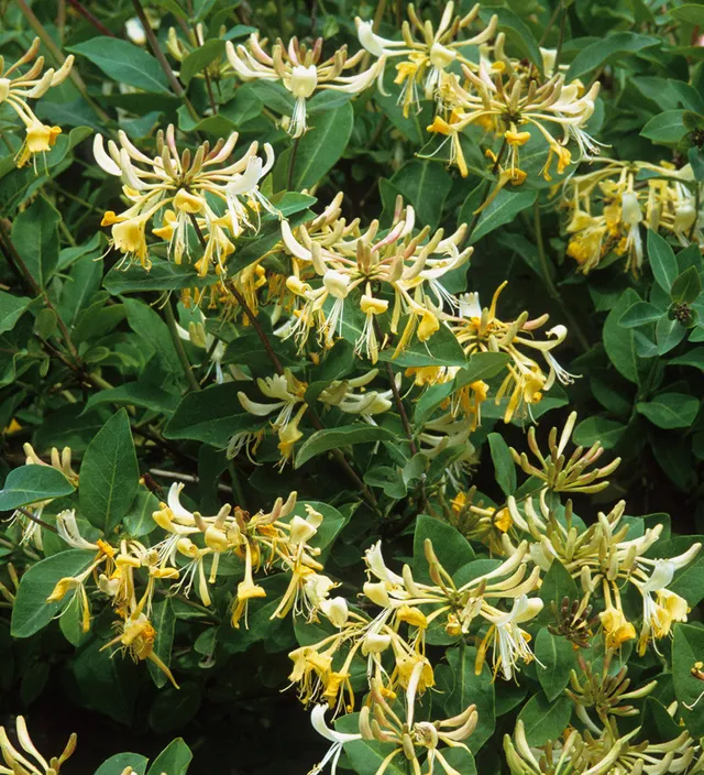 Sarah Raven Plants Lonicera Graham Thomas Pflanze 2L gelb