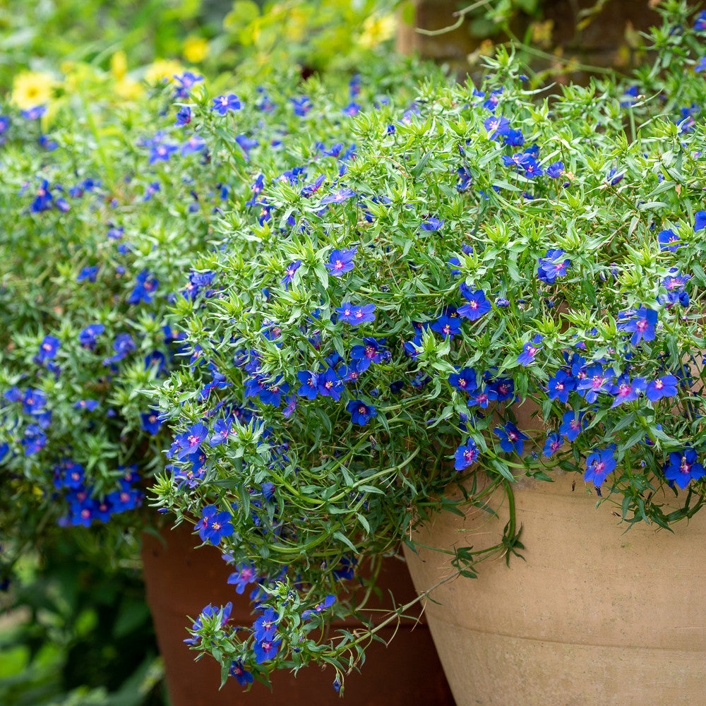 Sarah Raven Plants Anagallis Sky Lover 3x 9cm Topf blau
