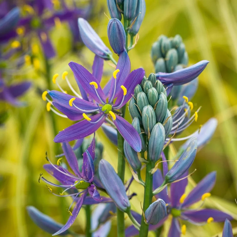 Sarah Raven Bulbs Camassia quamash Orion Blumenzwiebeln 5 Stück violettblau