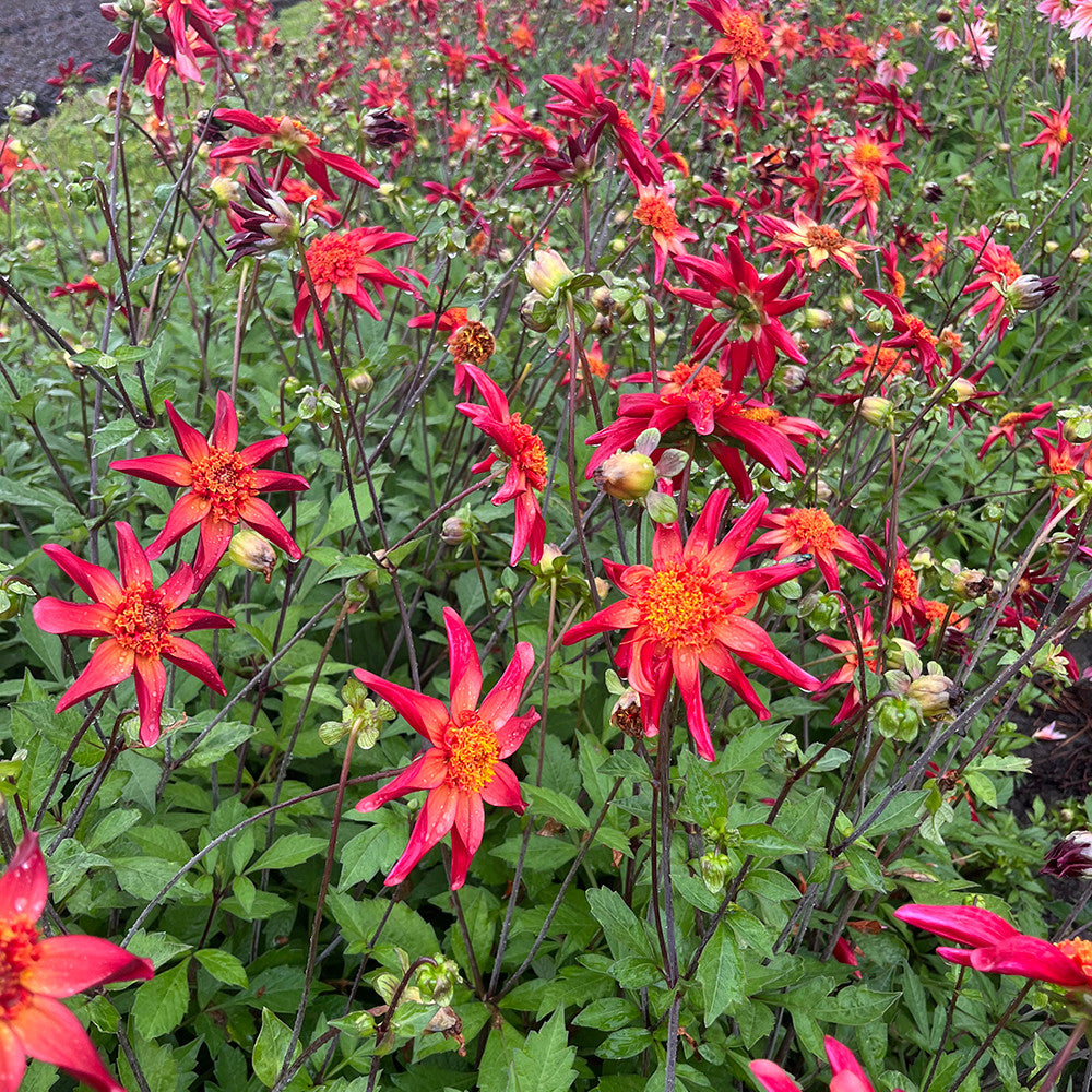 Sarah Raven Bulbs Dahlie Red Starfish Knolle Rot