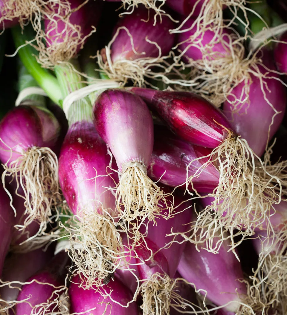 Sarah Raven Seeds Zwiebel Long Red Florence 350 Samen mild