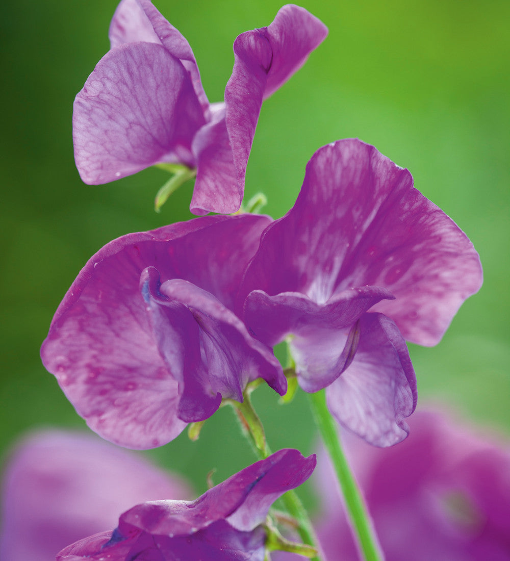 Sarah Raven Sweet Pea Samen Geschenkbox 6 Tüten Duft