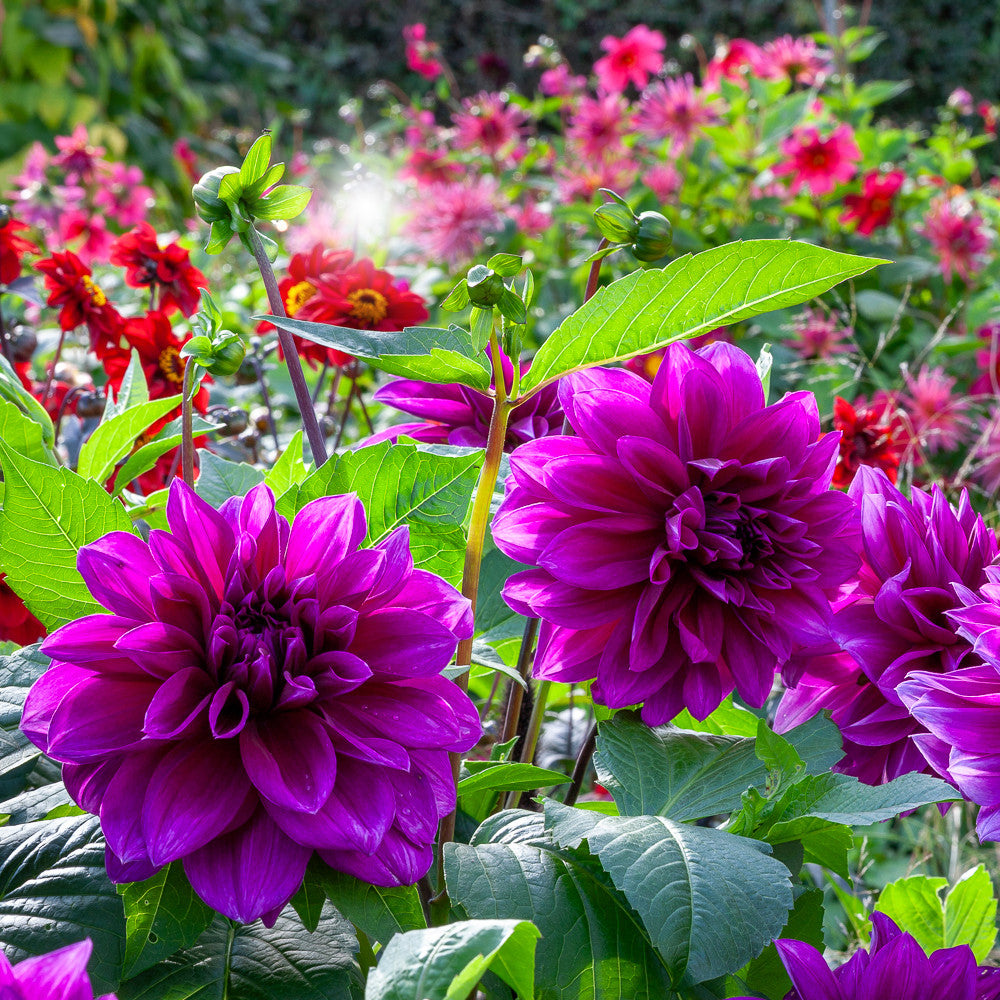 Sarah Raven Dahlia Thomas A. Edison Dahlienknolle 1 Stück