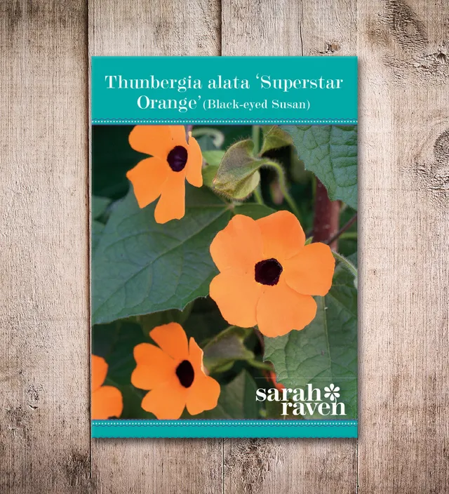 Sarah Raven Seeds Thunbergia alata Superstar Orange Samen 15 Stück