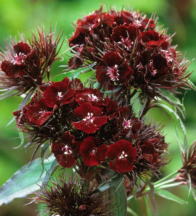 Sarah Raven Seeds Dianthus Sooty Bartnelke Samen 200 Korn duftend
