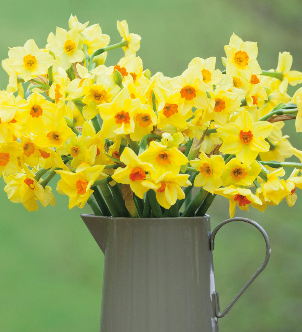 Sarah Raven Bulbs Narcissus Martinette Blumenzwiebeln 15 Zwiebeln duftend