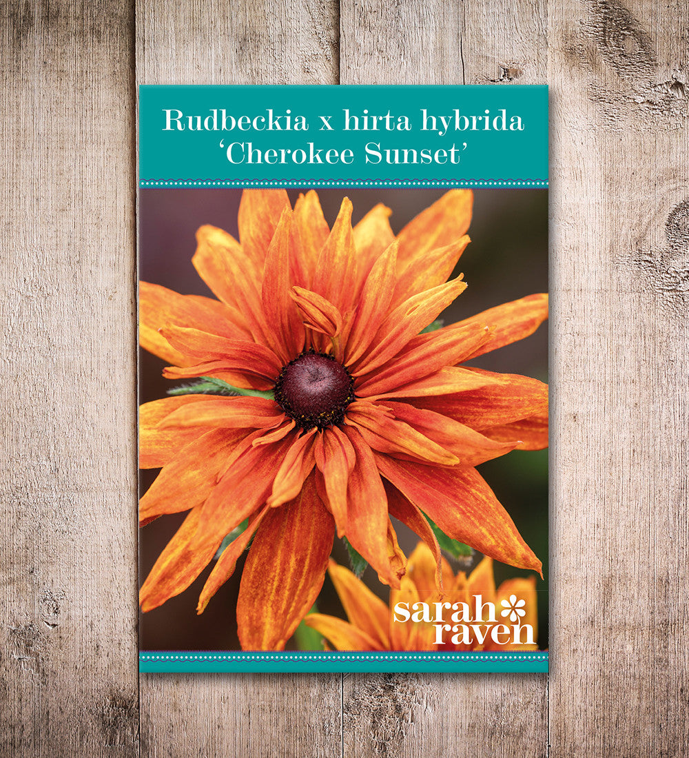 Sarah Raven Seeds Rudbeckia Cherokee Sunset Saatgut 75 Samen