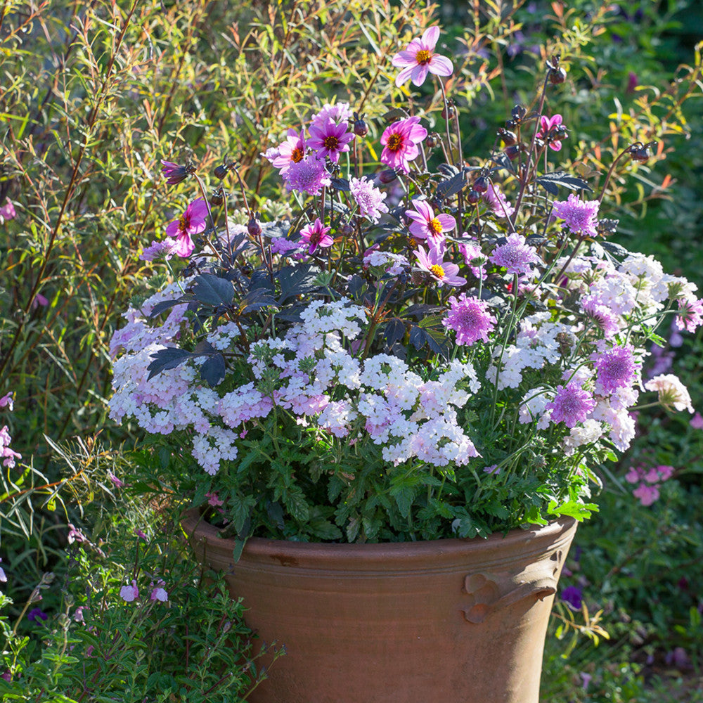 Sarah Raven Plants Butterfly Pink Topfpflanzen 6x9cm Set