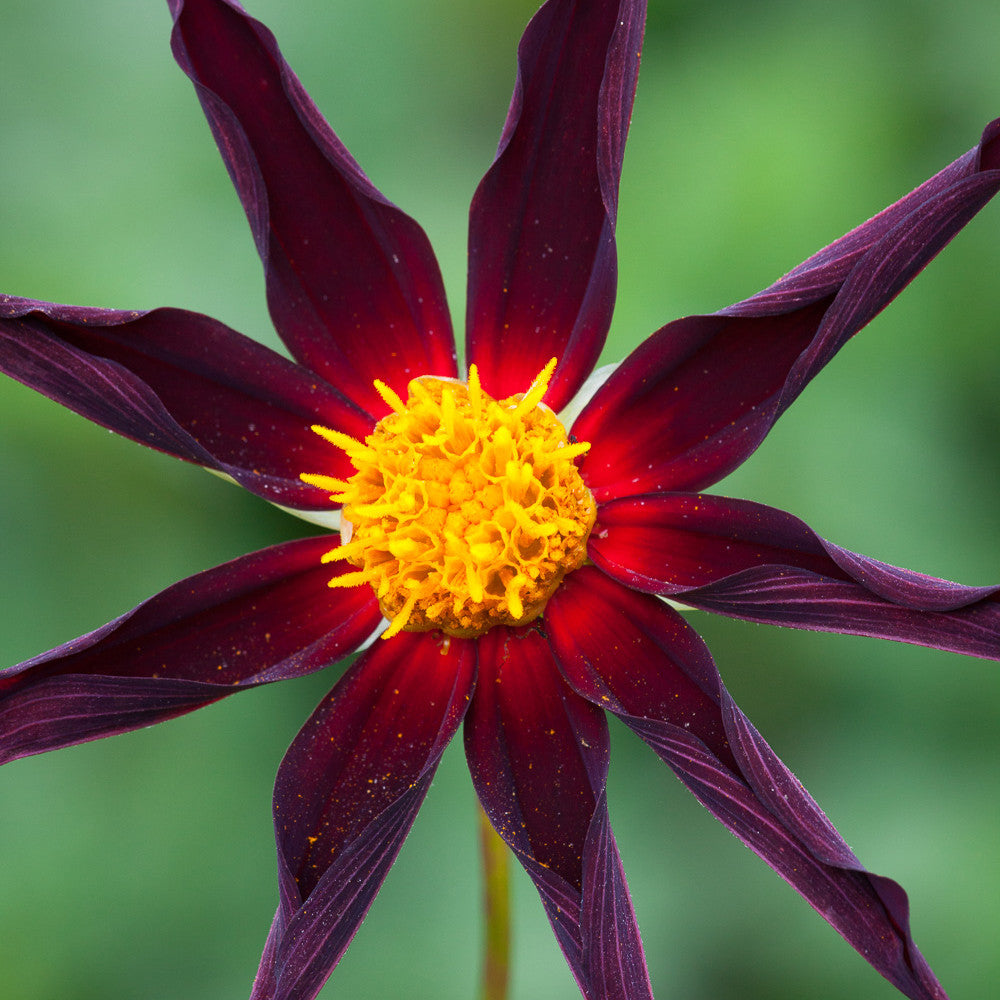 Sarah Raven Bulbs Dahlie Verrone's Obsidian Knolle 1 Stück