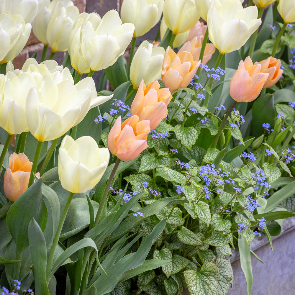 Sarah Raven Bulbs Shade Tulip Mix Tulpenzwiebeln 25 Stück
