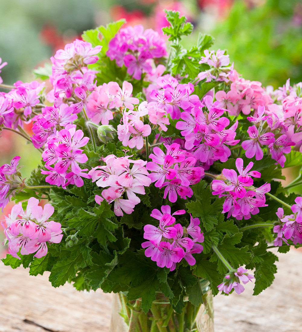 Sarah Raven Plants Attar of Roses Duftgeranie 3x9cm Rosenduft