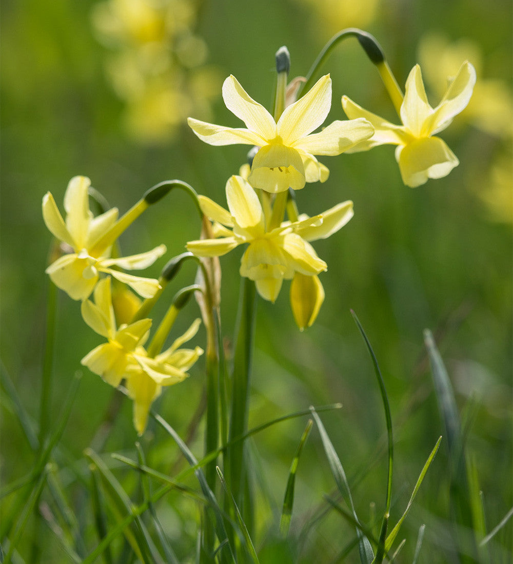 Sarah Raven Narcissus Naturalising Narzissen 50 Zwiebeln Mix