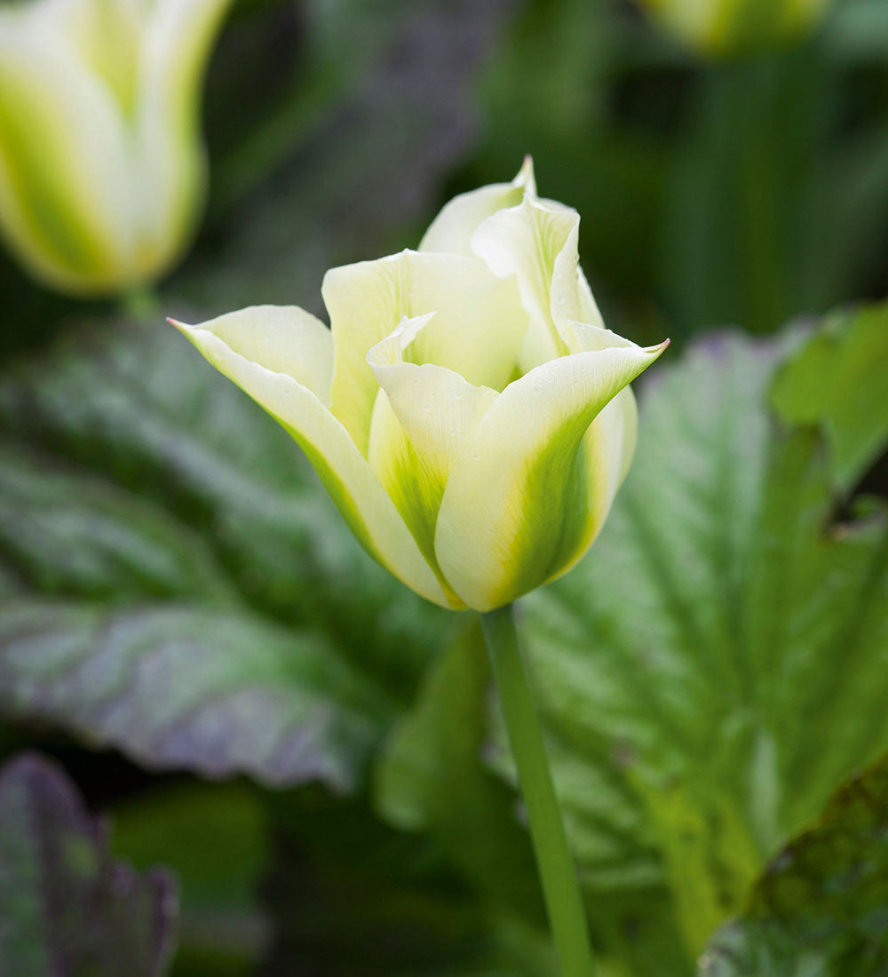 Sarah Raven Bulbs Apricot White Tulip Mix Blumenzwiebeln 30 Stück