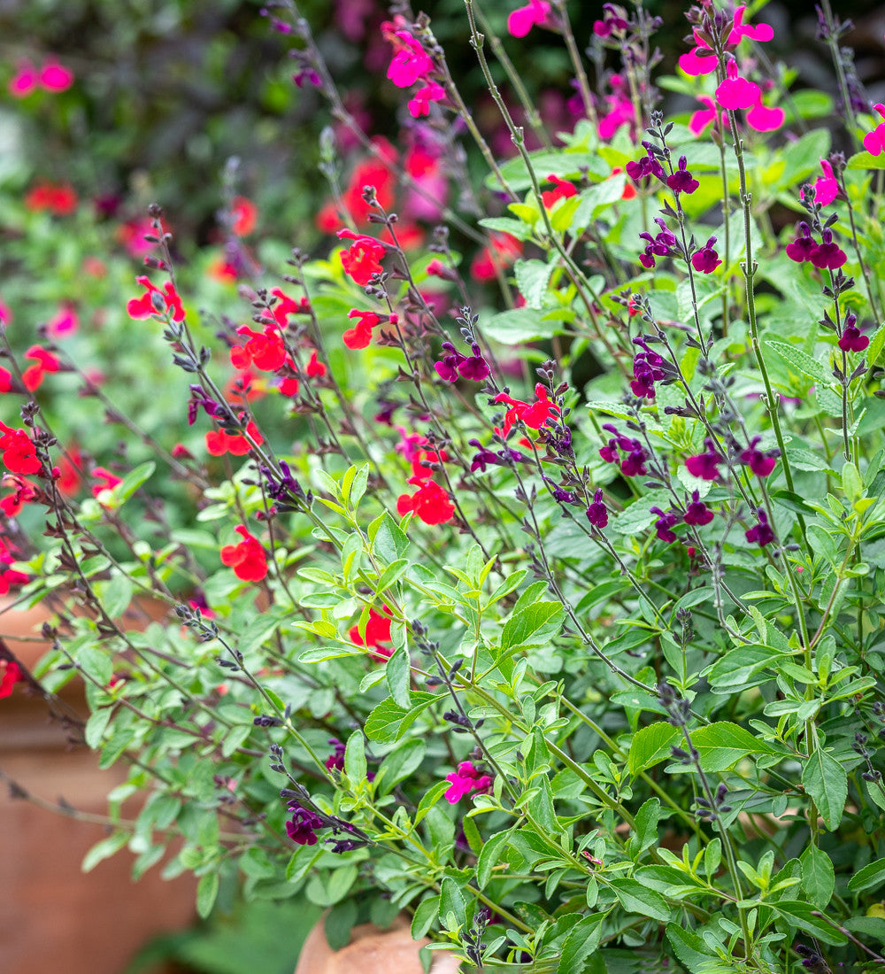 Sarah Raven Plants Summer Jewels Salvia Pflanzen 3x2L trockenresistent