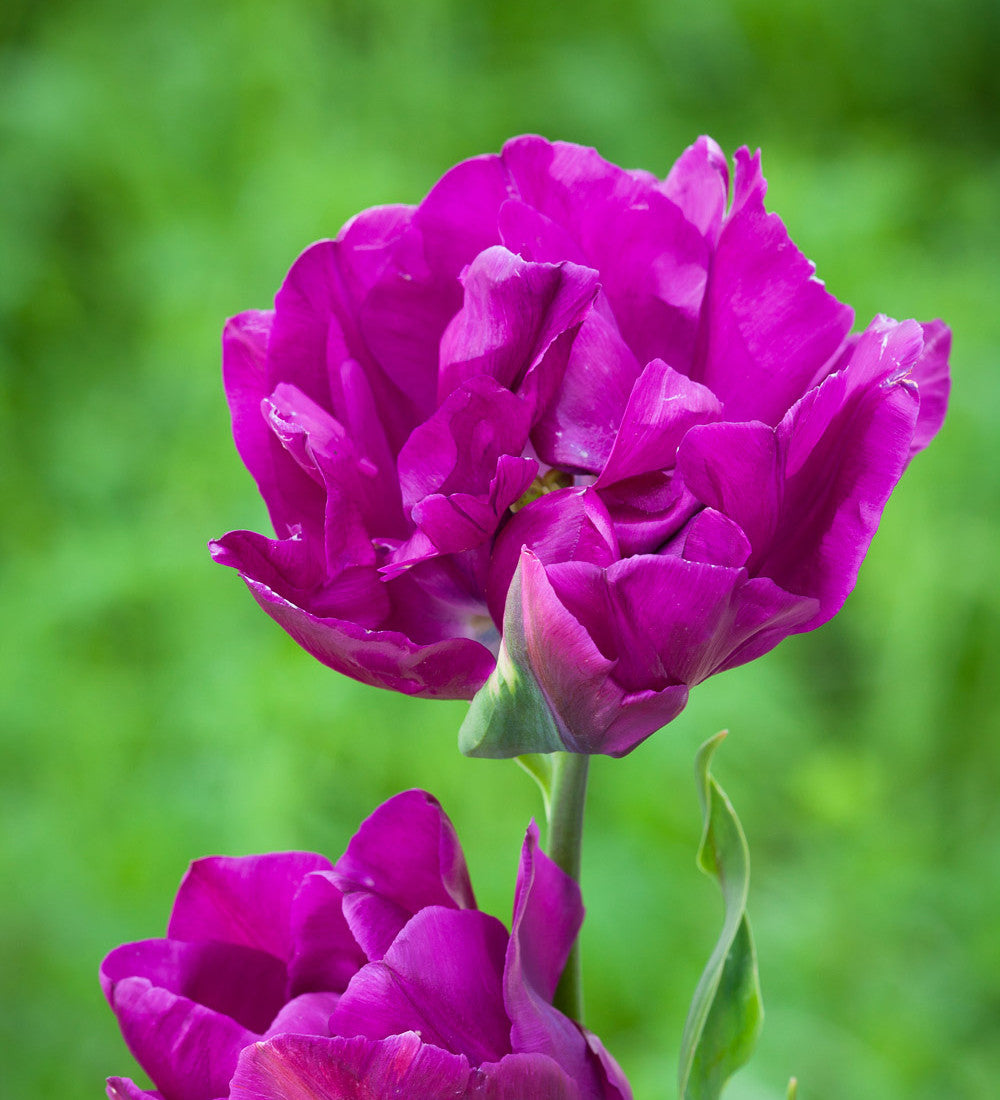 Sarah Raven Bulbs Dark Peony Tulpenzwiebeln 20 Stück gefüllt