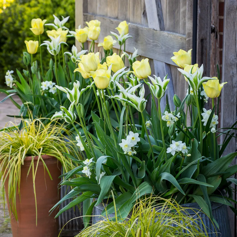 Sarah Raven Bulbs White Cream Bulb Lasagne Blumenzwiebeln 45 Stück
