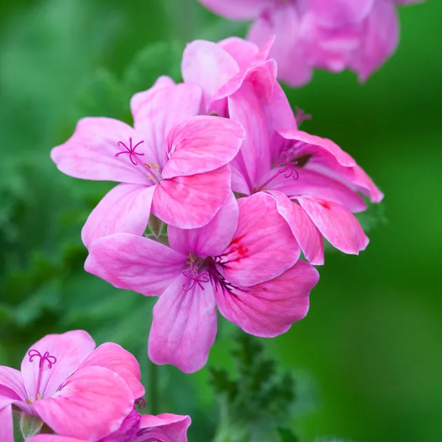 Sarah Raven Pelargonium Clorinda Pelargonie 1 x 2 Liter Topf