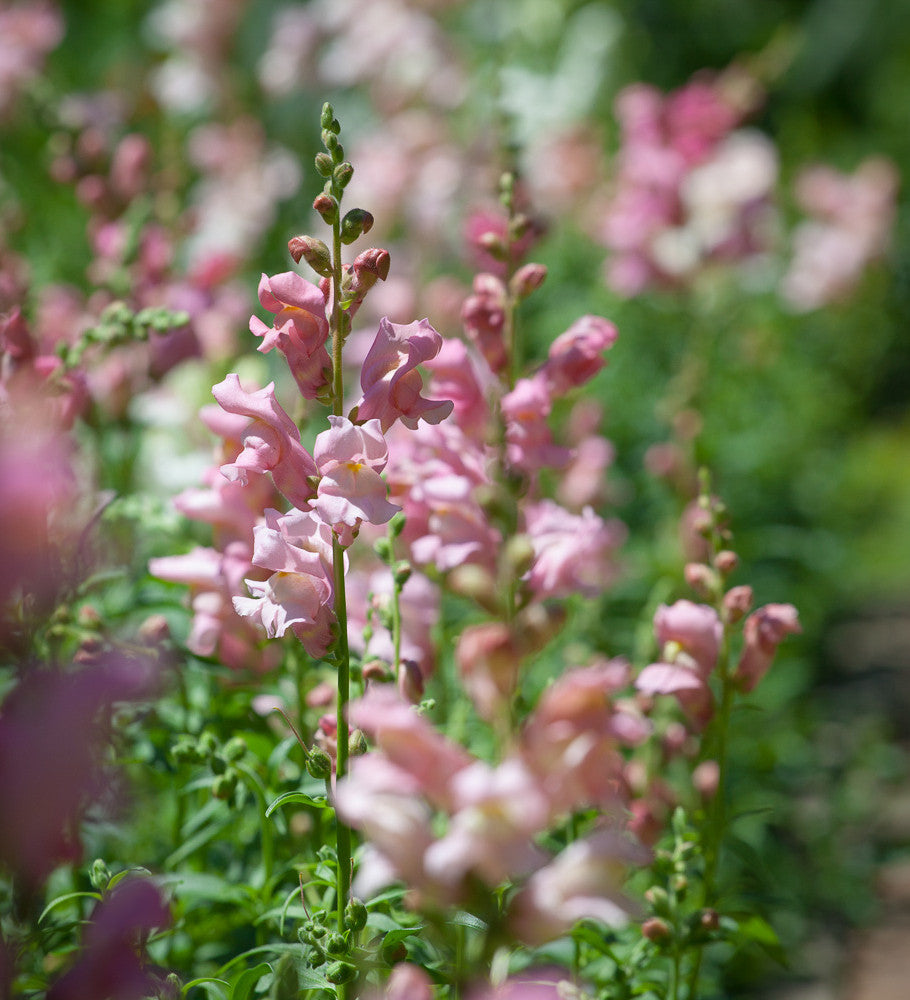 Sarah Raven Antirrhinum Appleblossom Löwenmäulchen Samen 750 essbar