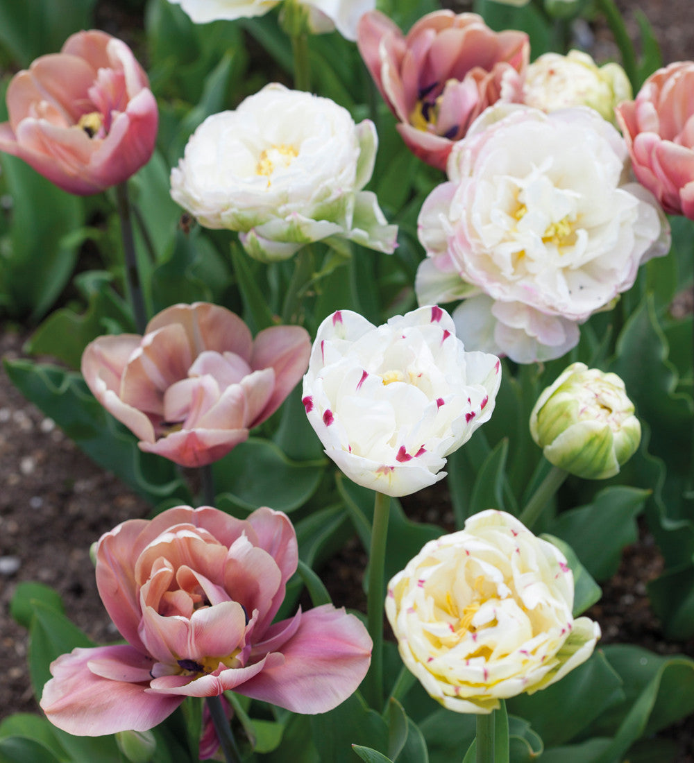 Sarah Raven Tulpe White Touch Blumenzwiebeln 10 Stück weiß gefüllt