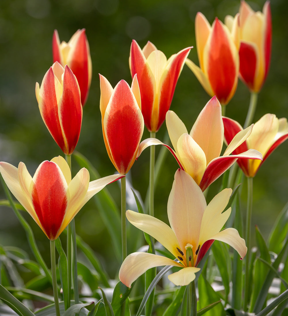 Sarah Raven Bulbs Tulpe Taco Zwiebeln 10 Zwiebeln Orange Mehrjährig